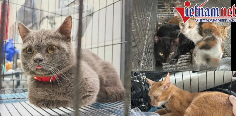 고양이 2700마리 훔쳐 식용 판매한 일당 검거