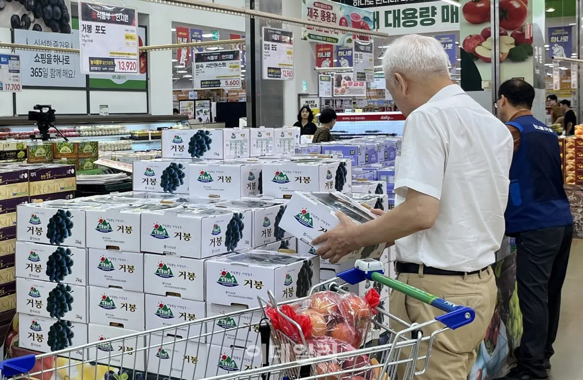농협, 제철 국산 포도 특별 할인 판매